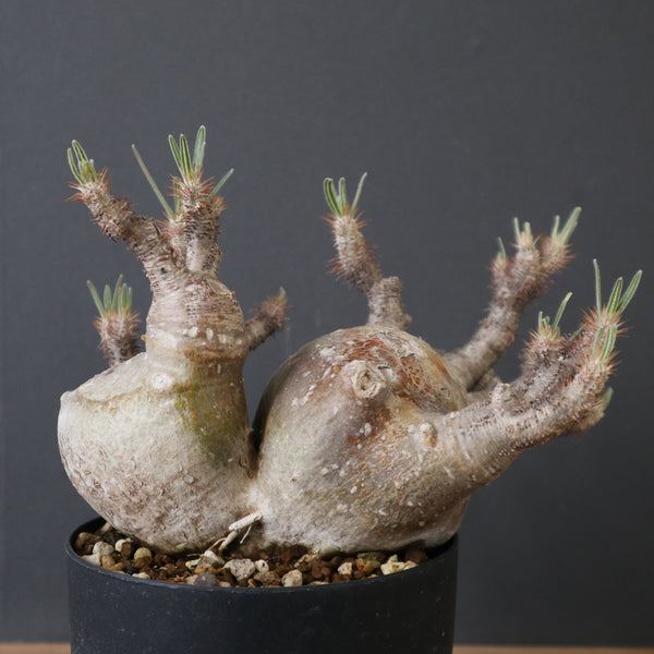 塊根植物 – 14ページ目 – TaiShoDo ONLINE SHOP