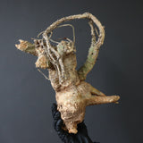 【ベアルート】 A.アクレアータ 81