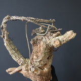 【ベアルート】 A.アクレアータ 81