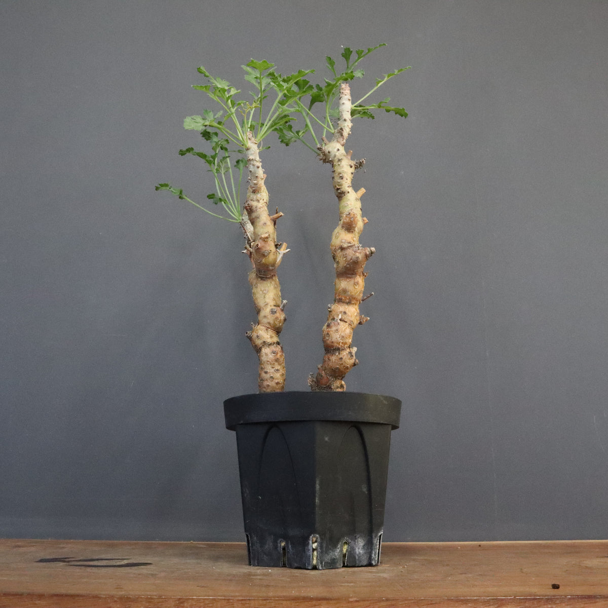 新商品 – 11ページ目 – TaiShoDo ONLINE SHOP