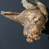 【ベアルート】 A.アクレアータ 81