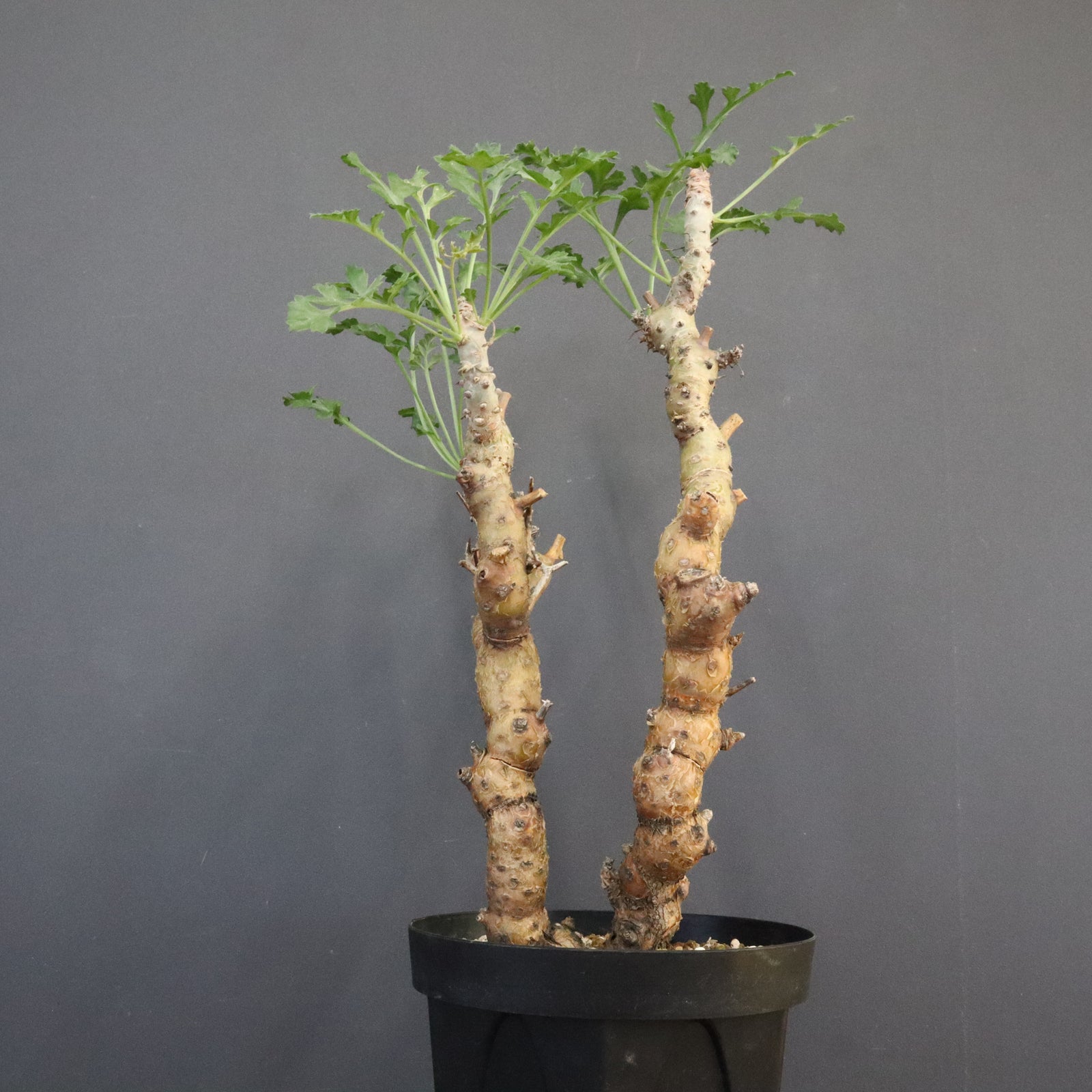 IMG_7604_1600x.jpg?v=1762226559