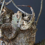 【ベアルート】 A.アクレアータ 81