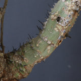 【ベアルート】 A.アクレアータ 81