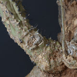 【ベアルート】 A.アクレアータ 81