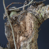 【ベアルート】 A.アクレアータ 81