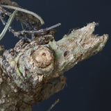 【ベアルート】 A.アクレアータ 81