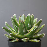 アガベ 輝山 07