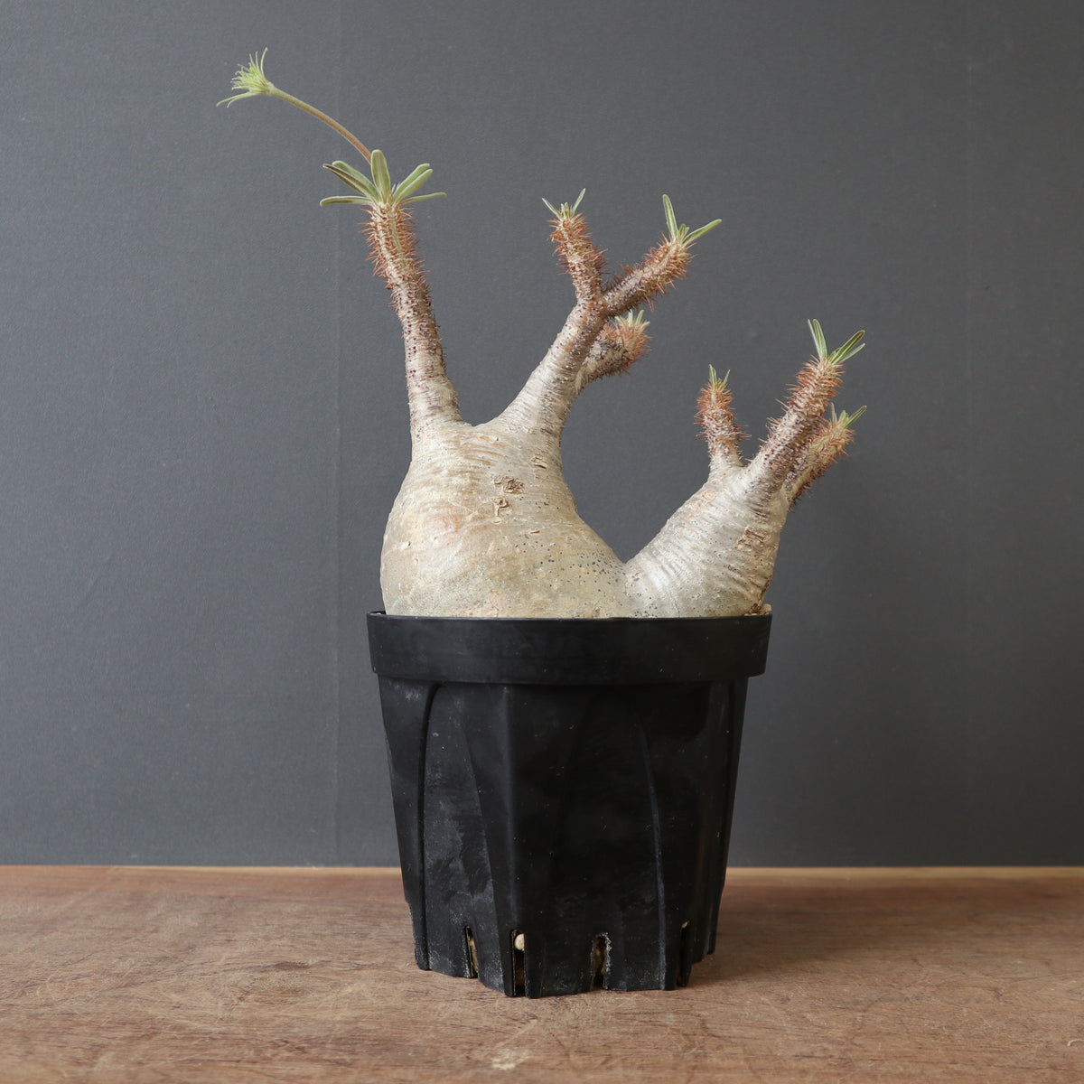 塊根植物 – TaiShoDo ONLINE SHOP