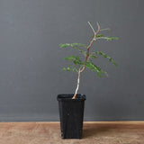 P.ディスカラー (実生) 30