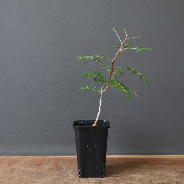 P.ディスカラー (実生) 30