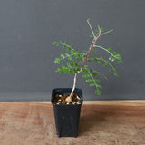 P.ディスカラー (実生) 30