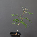 P.ディスカラー (実生) 30