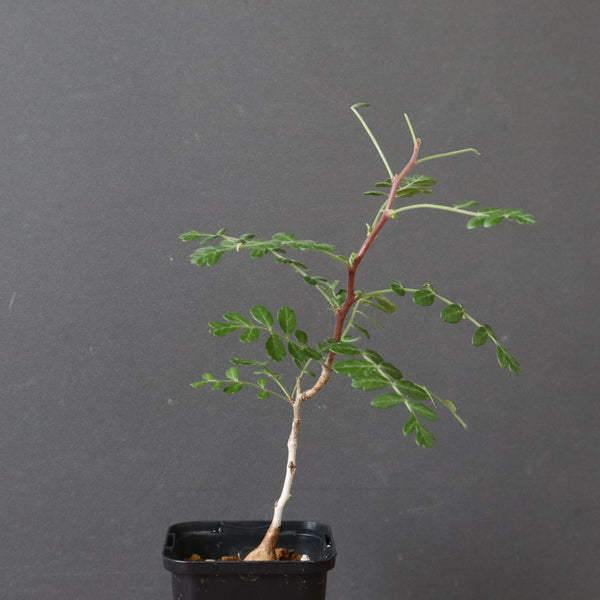 P.ディスカラー (実生) 30