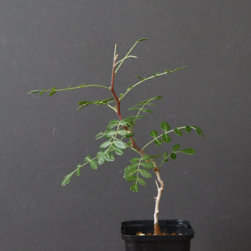 P.ディスカラー (実生) 30