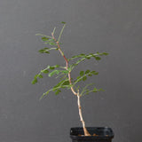 P.ディスカラー (実生) 30