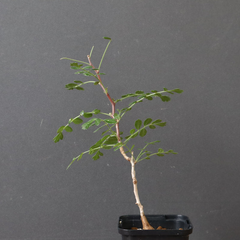 P.ディスカラー (実生) 30