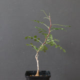 P.ディスカラー (実生) 30