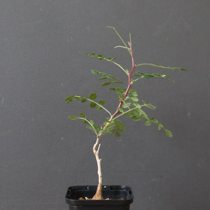 P.ディスカラー (実生) 30