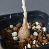 P.ディスカラー (実生) 30