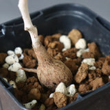 P.ディスカラー (実生) 30