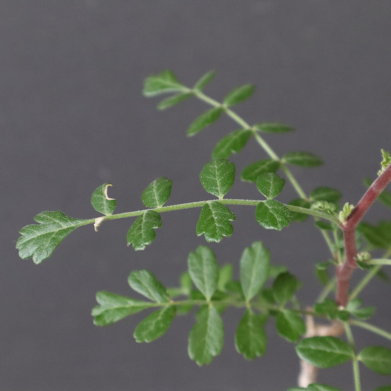 P.ディスカラー (実生) 30