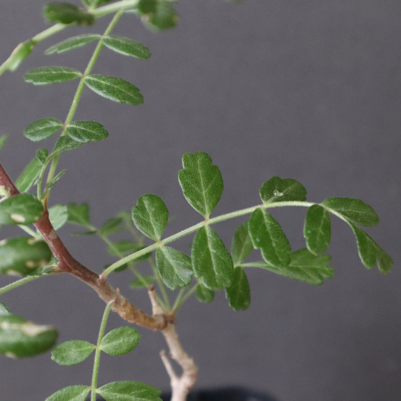 P.ディスカラー (実生) 30