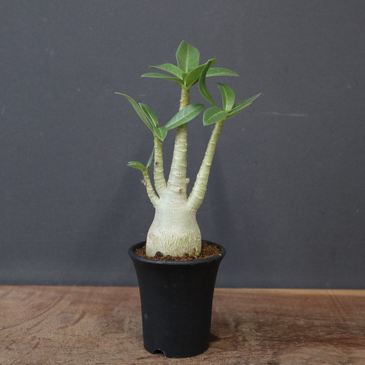 塊根植物 – 9ページ目 – TaiShoDo ONLINE SHOP