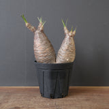 P.グラキリス 793