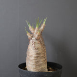 P.グラキリス 793