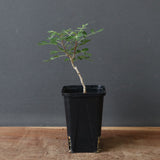 P.ディスカラー (実生) 32