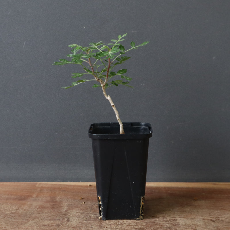 P.ディスカラー (実生) 32