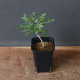 P.ディスカラー (実生) 32