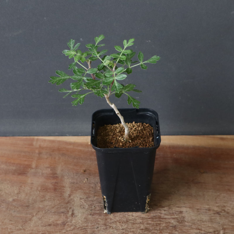 P.ディスカラー (実生) 32