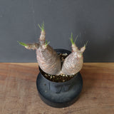 P.グラキリス 793