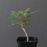 P.ディスカラー (実生) 32