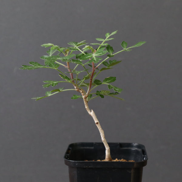 P.ディスカラー (実生) 32