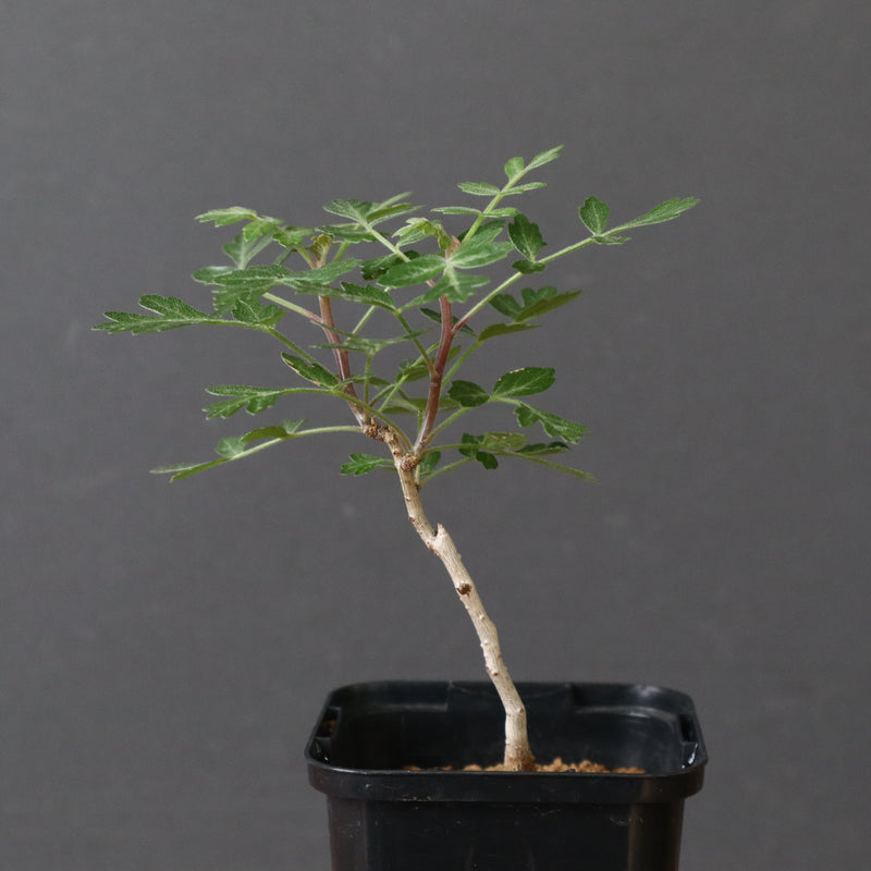 P.ディスカラー (実生) 32