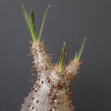 P.グラキリス 793