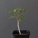 P.ディスカラー (実生) 32