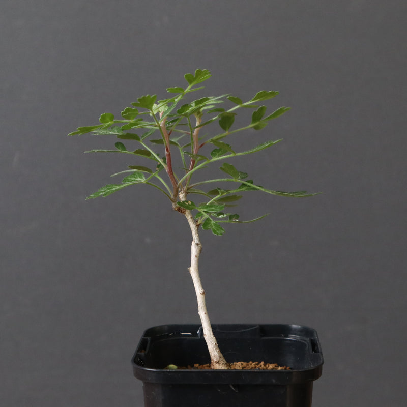 P.ディスカラー (実生) 32