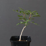 P.ディスカラー (実生) 32