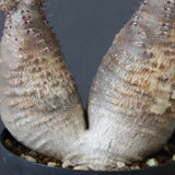 P.グラキリス 793