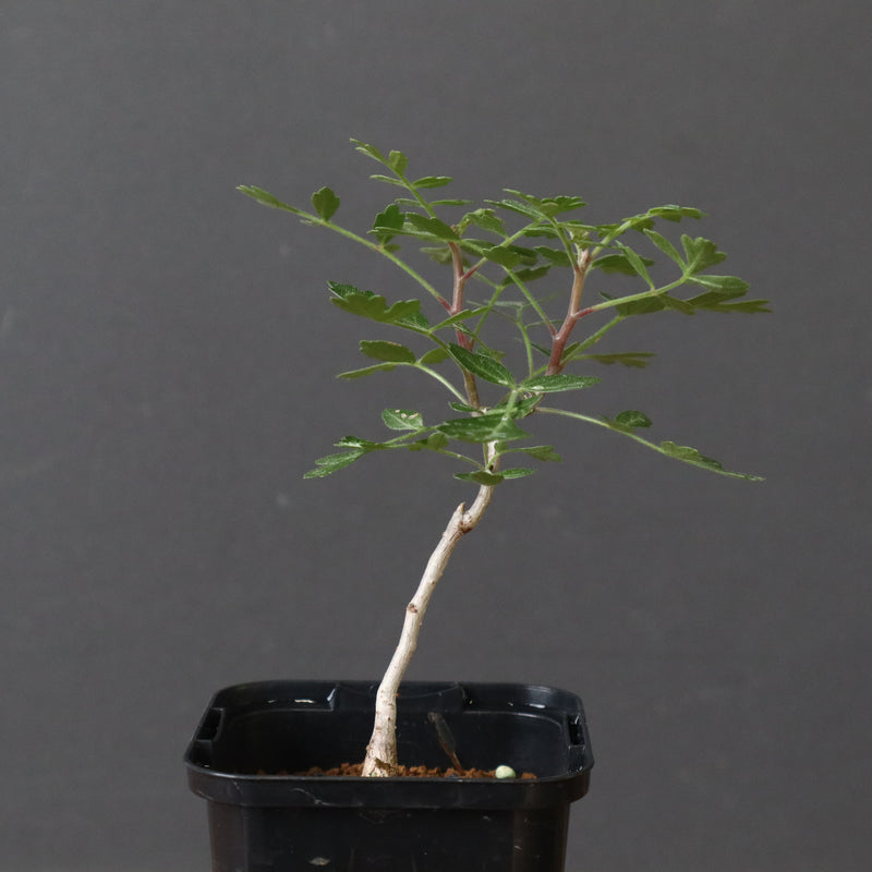 P.ディスカラー (実生) 32