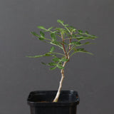 P.ディスカラー (実生) 32