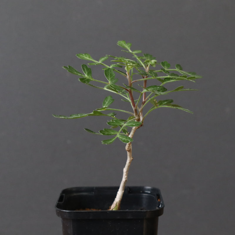 P.ディスカラー (実生) 32