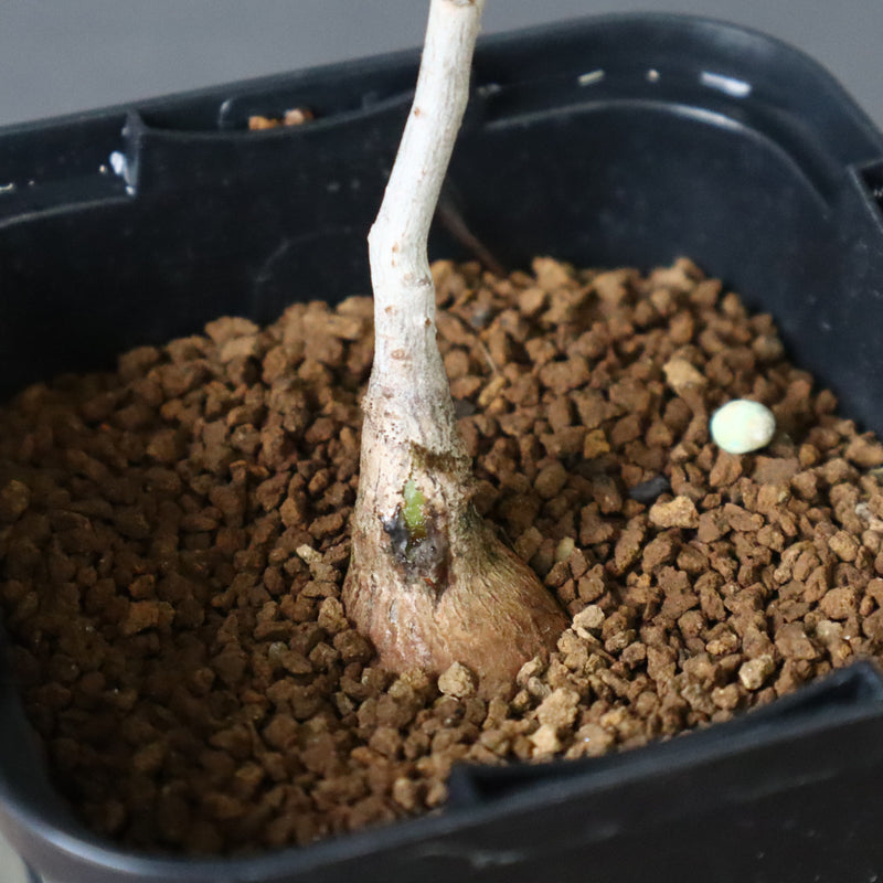 P.ディスカラー (実生) 32