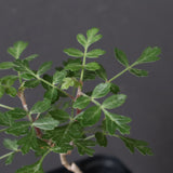 P.ディスカラー (実生) 32