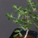 P.ディスカラー (実生) 32