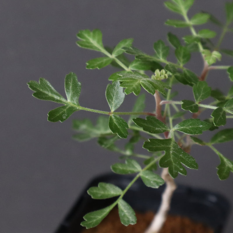 P.ディスカラー (実生) 32